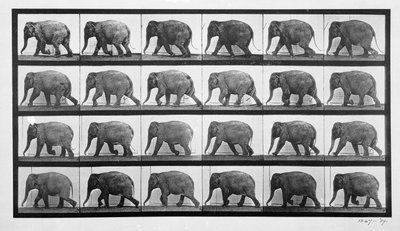 Elephant Walking, Plate 733 from 
